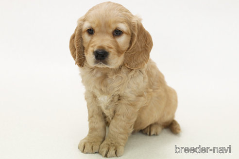 成約済の神奈川県のミックス犬-374595の1枚目